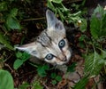 Innocent kitten looking up at camera with innocence Royalty Free Stock Photo