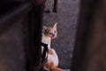 An innocent kitten beside street looking camera. Royalty Free Stock Photo