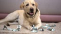 Innocent labrador retriever dog lying among chewed dollar banknotes, misbehave