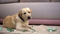 Innocent labrador retriever dog lying among chewed euro banknotes, misbehave