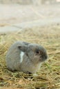 Innocent little gray Rabbit in straw.