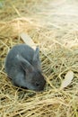 Innocent little gray Rabbit in straw. Royalty Free Stock Photo