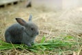 Innocent little gray Rabbit in straw.