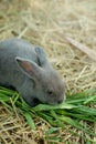 Innocent little gray Rabbit in straw. Royalty Free Stock Photo