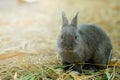 Innocent little gray Rabbit in straw. Royalty Free Stock Photo