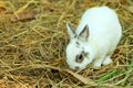 Innocent little white Rabbit in straw. Royalty Free Stock Photo