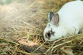 Innocent little white Rabbit in straw. Royalty Free Stock Photo