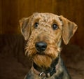 Innocent looking airedale terrier dog