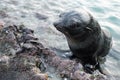 Innocent looking baby seal Royalty Free Stock Photo