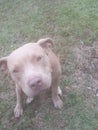 Innocent Pitbull Strays