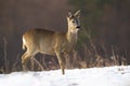 Innocent roe deer doe standing on meadow in winter