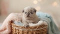 innocent slumbers the peaceful pug puppy Royalty Free Stock Photo