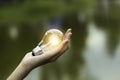 Innovation and creative concept of hand hold a light bulb and copy space for insert text Royalty Free Stock Photo