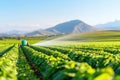 Innovative AI-powered irrigation system optimizes watering for vineyard crops while farmer monitors digital dashboard Royalty Free Stock Photo