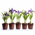 Innovative Composition: Five Purple Iris Plants In Brown Pots