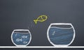 Innovative concept. fish switch from aquarium to larger aquarium Royalty Free Stock Photo