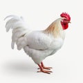 Innovative 3d Render Of A White Rooster On A White Background