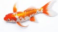 Innovative Koi Fish Photography On White Background