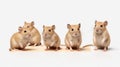 Innovative Techniques: Five Mice In Relatable Personality