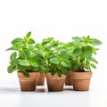 Innovative Techniques: Row Of Mint In Clay Pots On White Background