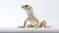 Innovative Techniques: Stunning Lizard Posed On Bright White Surface