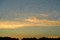 An innumerable amount of birds flying in patterns at sunset preparing for the migration southward Royalty Free Stock Photo