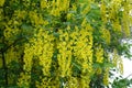 Innumerable yellow flowers of laburnum in May Royalty Free Stock Photo