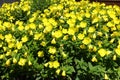 Innumerable yellow flowers of sundrops in June Royalty Free Stock Photo