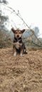 Innocent Cute Street Dog puppy Royalty Free Stock Photo