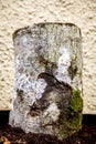 Inoculated beech tree stub with gourmet mushroom mycelium, fungiculture