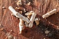 Inoculated mycelial wooden pellets on a beech tree stub, fungiculture and mushroom farm