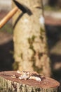 Inoculated mycelium pellets in front of a beech tree stump, mushroom farm and fungiculture