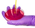 Inoculating Petri dish Royalty Free Stock Photo