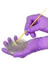 Inoculating Petri dish Royalty Free Stock Photo