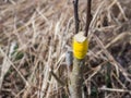 Inoculation in the spring of apple trees in raspis. Crossbreeding