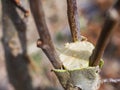 Inoculation in the spring of apple trees in raspis. Crossbreeding