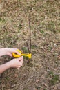 Inoculation in the spring of apple trees in raspis. Crossbreeding Royalty Free Stock Photo