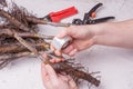 Inoculation of varietal walnut seedlings close-up. The concept o