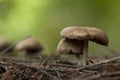 Inocybe, mushroom from Vosges forest, France, fall season