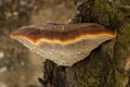 Inonotus hispidus growing on the apple tree trunk.