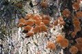 Inonotus mikadoi. Hymenochaetaceae mushroom. Royalty Free Stock Photo