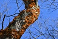 Inonotus mikadoi. Hymenochaetaceae mushroom. Royalty Free Stock Photo