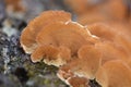 Inonotus mikadoi. Hymenochaetaceae mushroom. Royalty Free Stock Photo