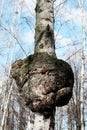 Inonotus obliquus, commonly called chaga mushroom, parasitic on birch tree. Fungus family Hymenochaetaceae. Royalty Free Stock Photo