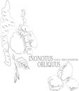 Inonotus obliquus contour vector illustration