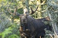 Inquisative Bull Moose Royalty Free Stock Photo