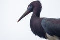 The Inquisitive Abdim's Stork Royalty Free Stock Photo