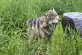 Inquisitive Adult Grey Wolf in Tall Grass Royalty Free Stock Photo