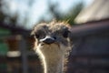 Inquisitive African ostrich