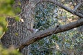 Inquisitive and alert Eurasian Jay Garrulus glandarius lperched in a tree